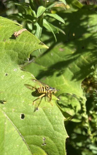 Unknown species found near Lake Park Friends, Milwaukee, WI, US