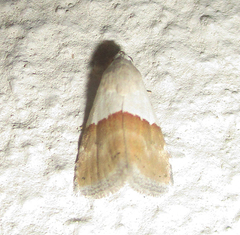 Eublemma