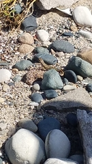 Leiocephalus personatus