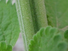 Leonotis nepetifolia