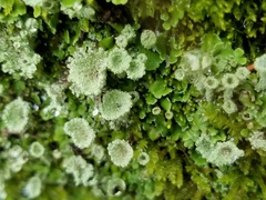 Cladonia asahinae