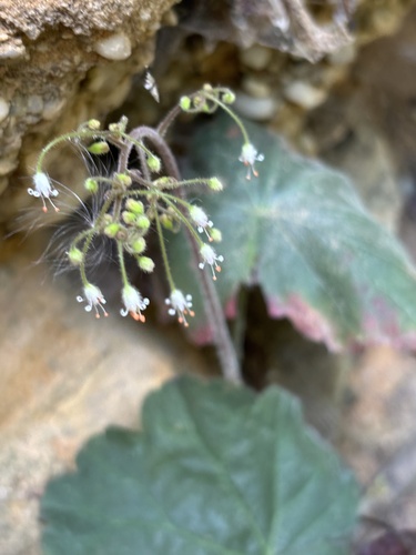 Littleflower alumroot (Heuchera parviflora)