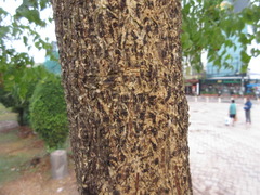 Millingtonia hortensis