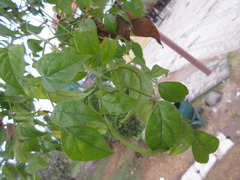 Millingtonia hortensis