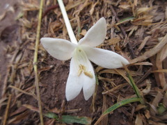 Millingtonia hortensis