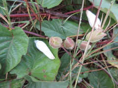 Operculina turpethum