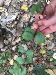 Ribes viburnifolium