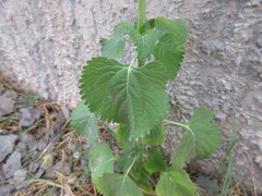 Leonotis nepetifolia