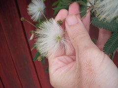 Zapoteca portoricensis
