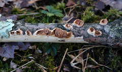 Scytinostroma artocreas