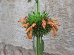 Leonotis nepetifolia