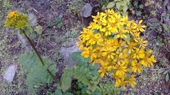 Packera sanguisorbae