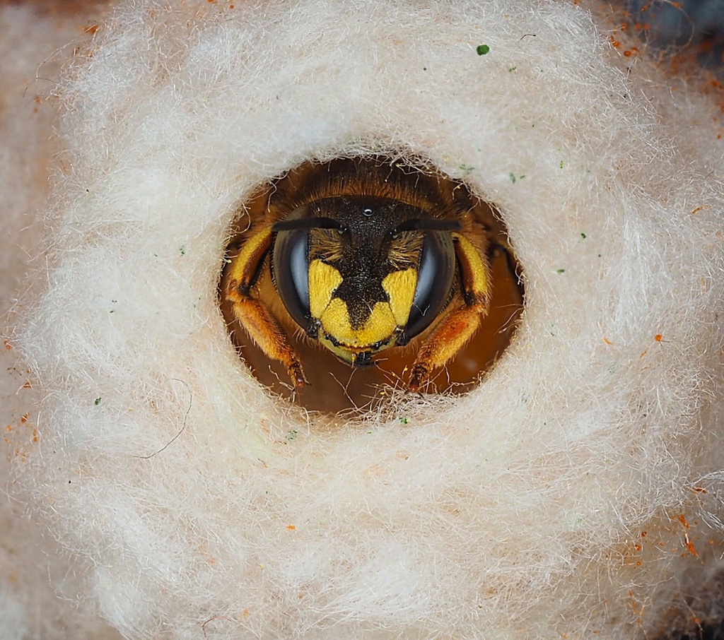Wool Carder Bee