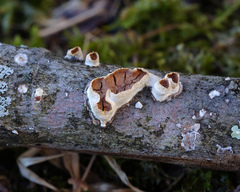 Scytinostroma artocreas