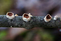 Scytinostroma artocreas