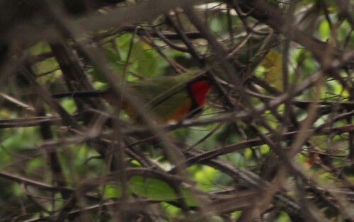 Gorgeous Bushshrike (Telophorus viridis)