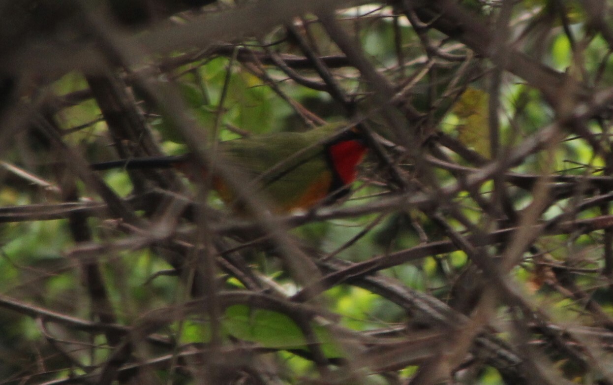 Gorgeous Bushshrike (Telophorus viridis), photo 1