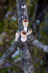 Scytinostroma artocreas