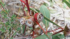 Eucalyptus cosmophylla