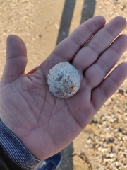 Crucibulum scutellatum