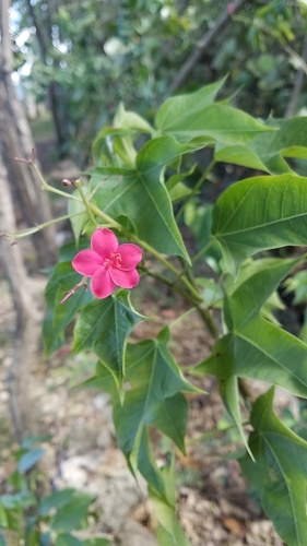 Jatropha integerrima