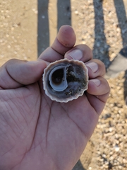Crucibulum scutellatum