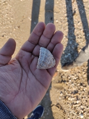 Crucibulum scutellatum