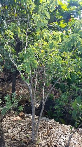 Jatropha integerrima