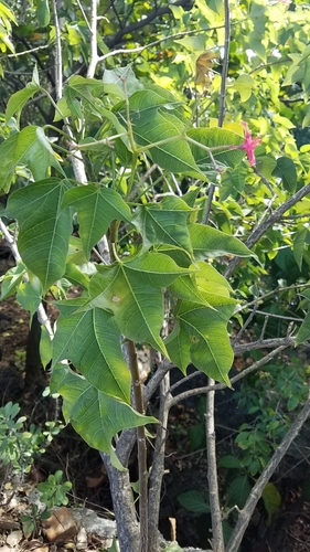 Jatropha integerrima