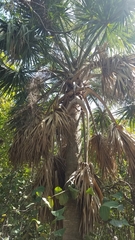Arecaceae