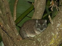 Dendrohyrax arboreus