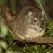 Southern Tree Hyrax - Photo (c) Peter Vos, some rights reserved (CC BY-NC), uploaded by Peter Vos