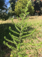 Aspalathus astroites