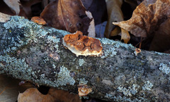 Scytinostroma artocreas