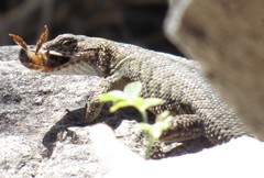 Sceloporus dugesii