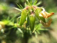 Aspalathus astroites