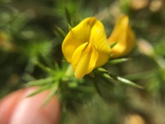 Aspalathus astroites