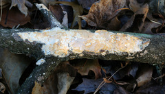 Scytinostroma artocreas