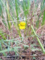 Helenium puberulum
