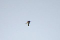 Calidris subminuta