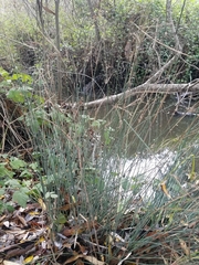 Juncus acutus leopoldii