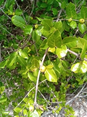 Ixoroideae