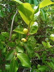 Ixoroideae