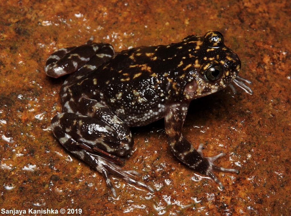 Kirtisinghe's Rock Frog