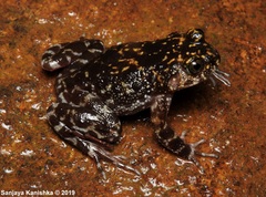 Nannophrys marmorata