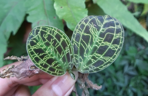 Macodes petola iNat (2)