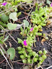 Disphyma dunsdonii