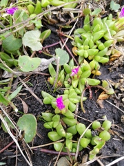 Disphyma dunsdonii