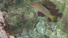 アカササノハベラ