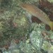アカササノハベラ